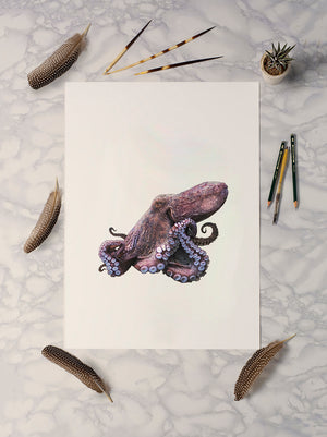 Common Octopus