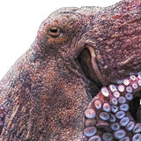 Common Octopus