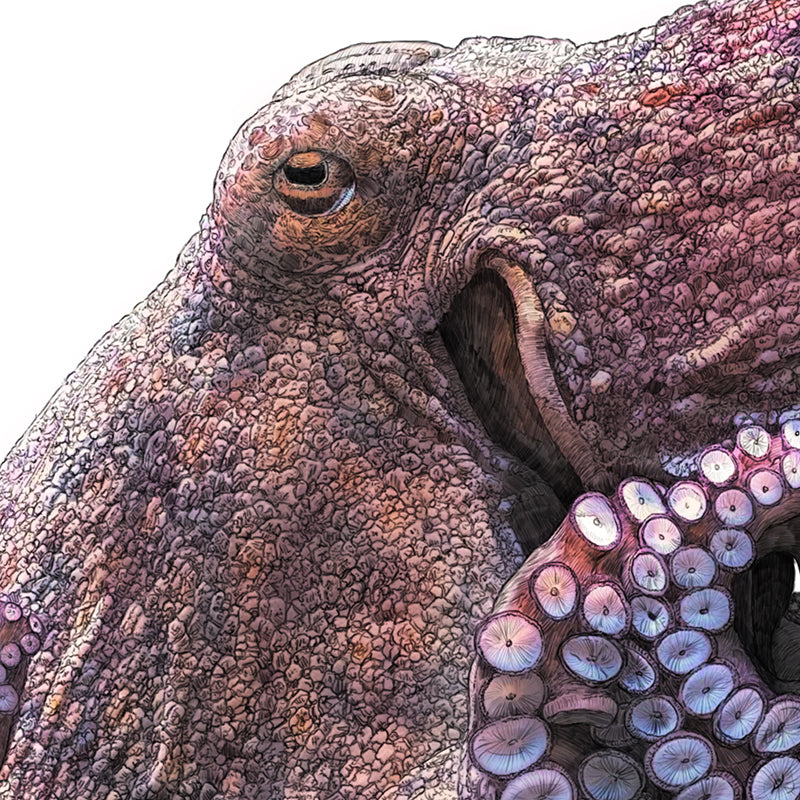 Common Octopus