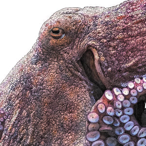 Common Octopus