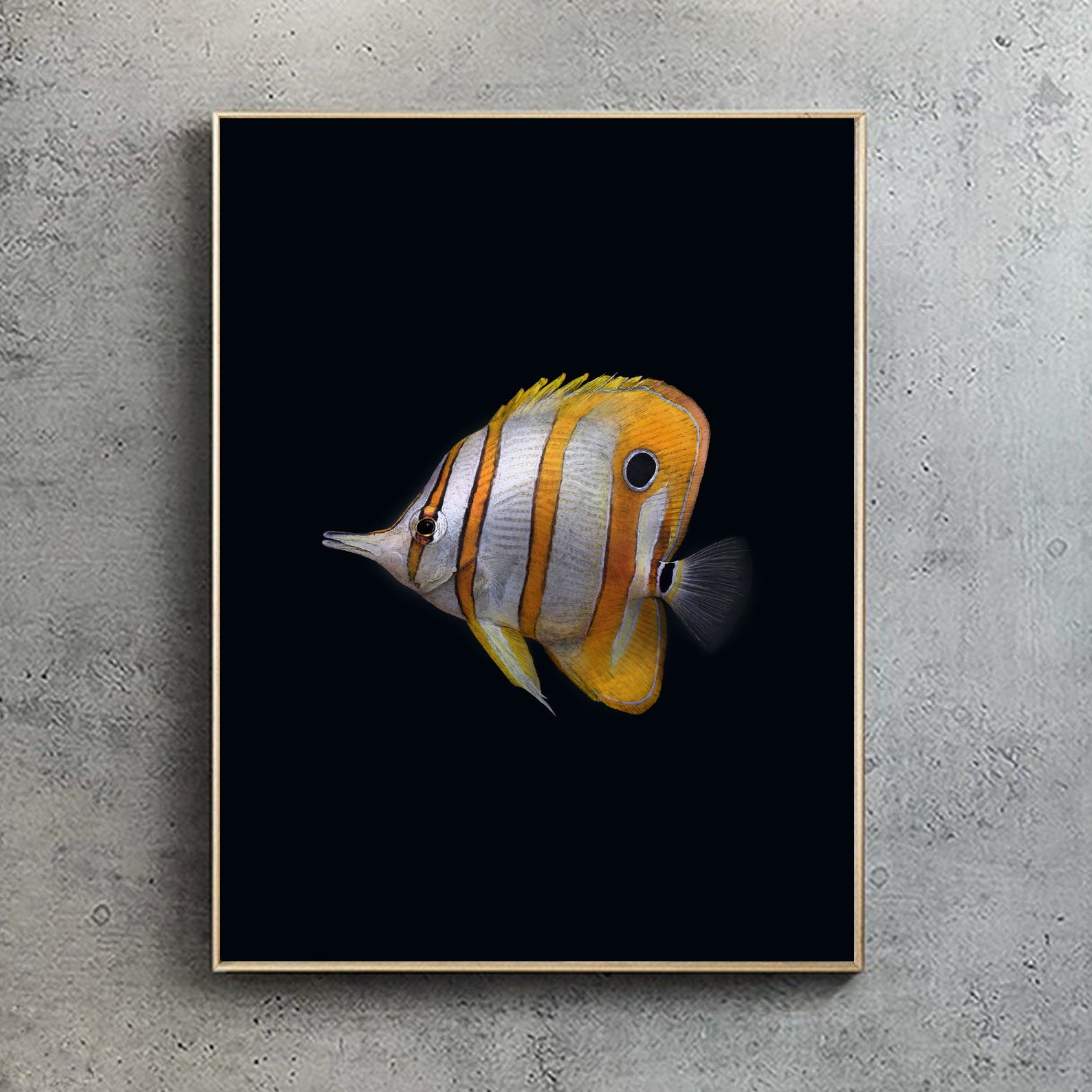 Copperband Butterflyfish, Black edition