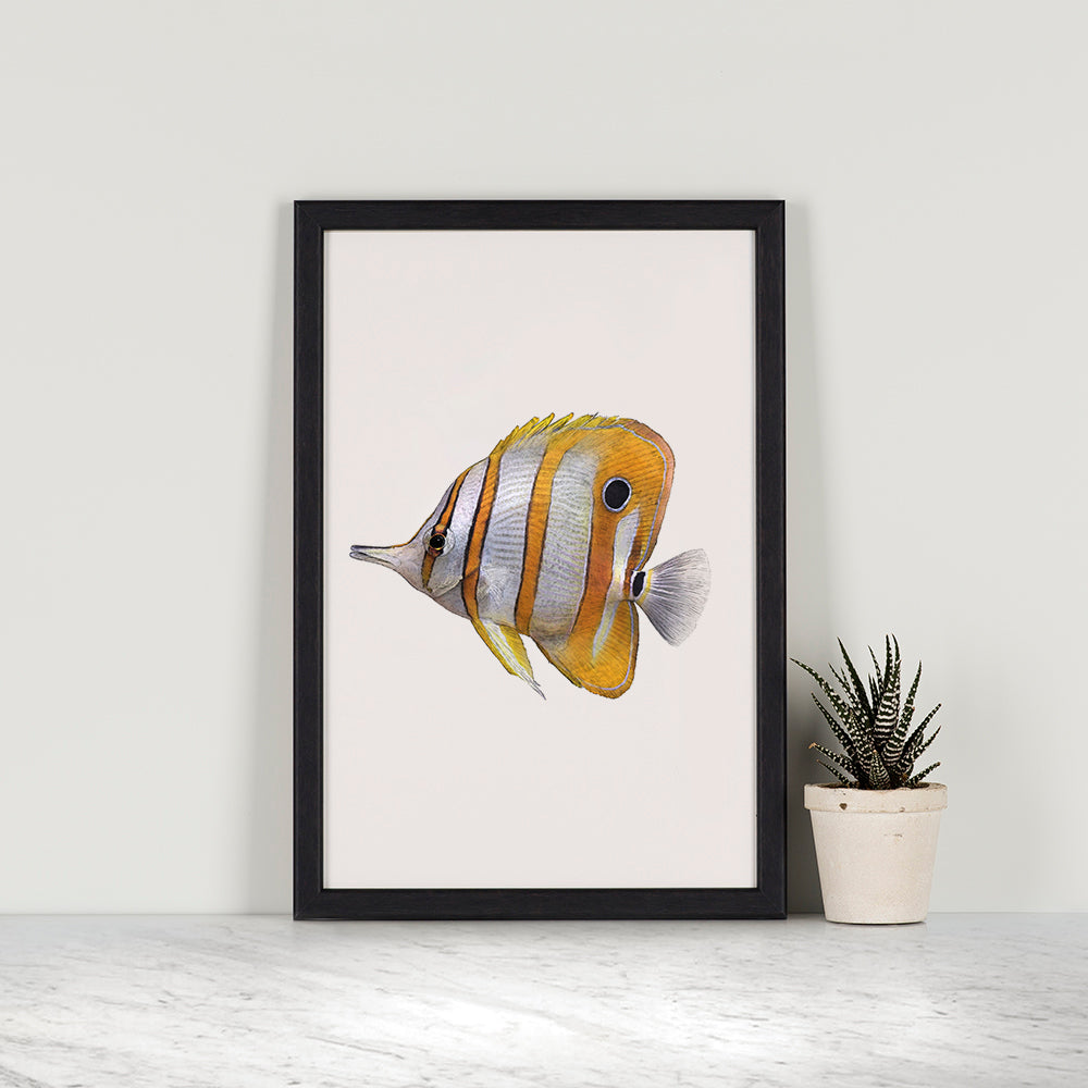 Copperband Butterflyfish