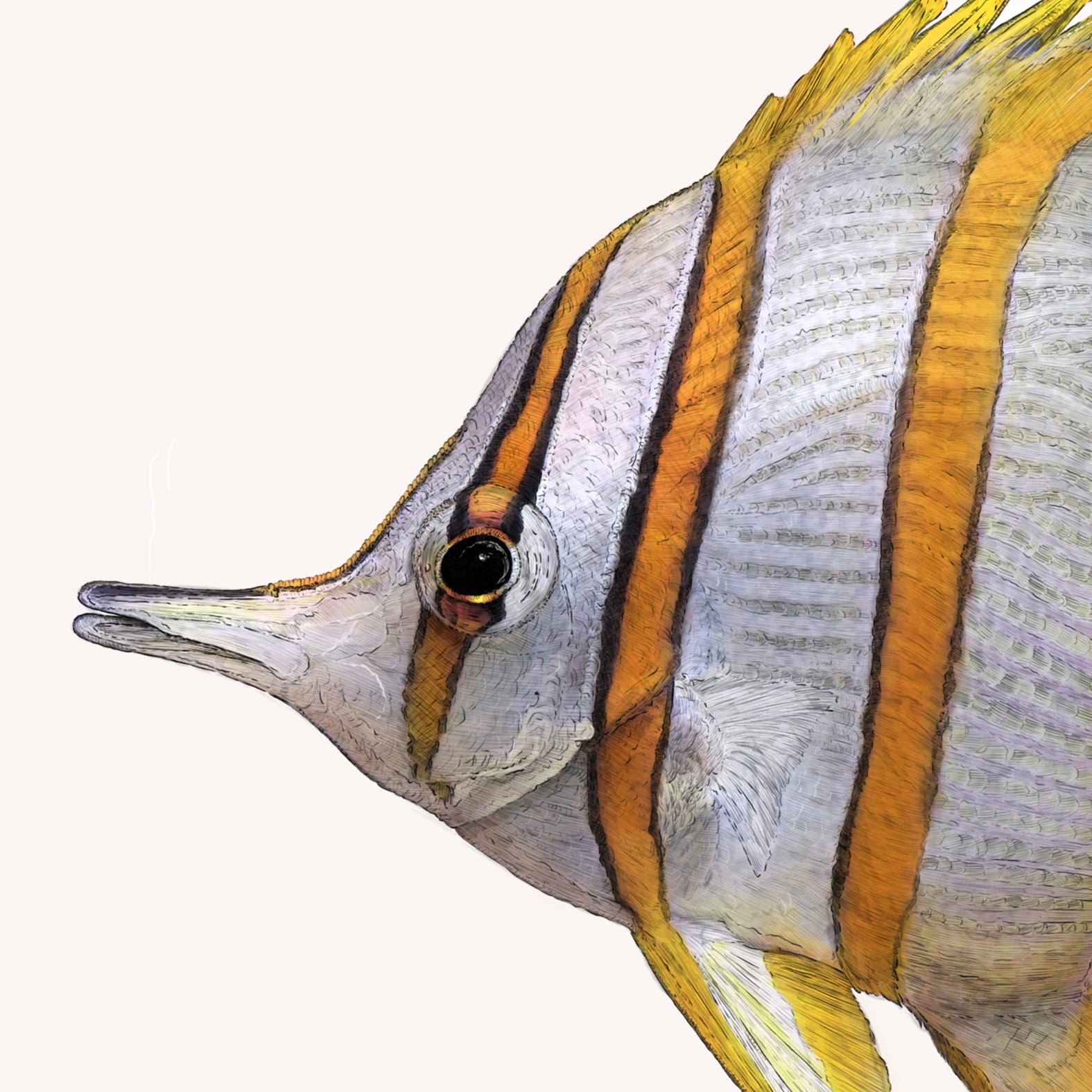 Copperband Butterflyfish