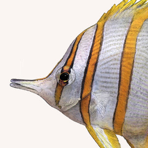 Copperband Butterflyfish