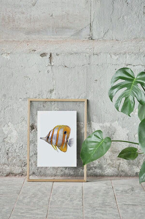 Copperband Butterflyfish