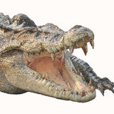 Saltwater Crocodile