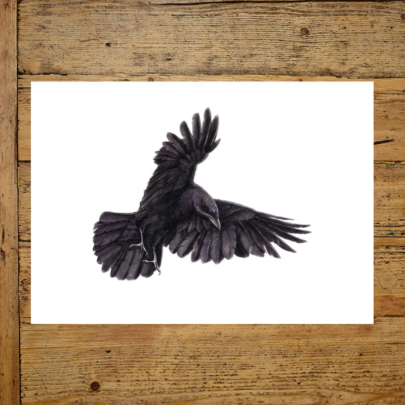 Crow