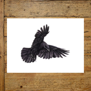 Crow
