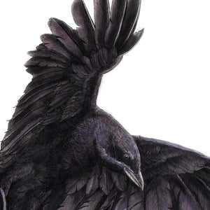 Crow