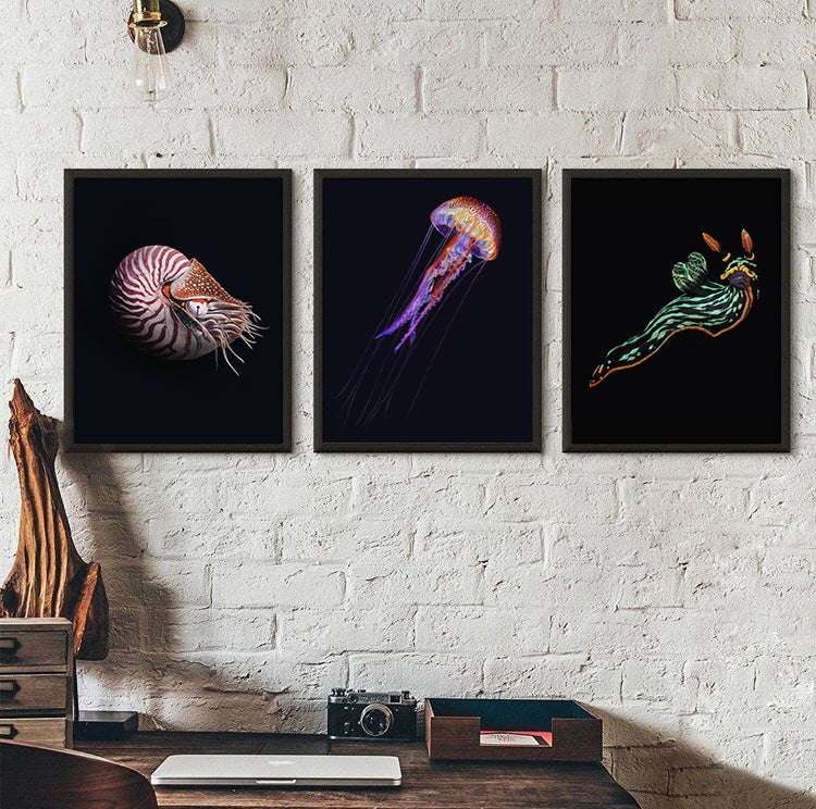 Chambered Nautilus Black edition