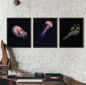 Chambered Nautilus Black edition