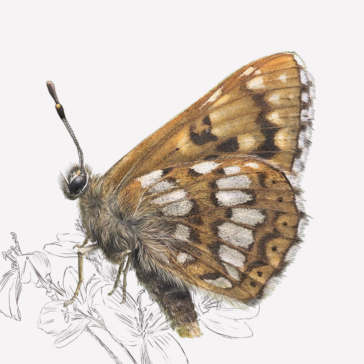 Duke of Burgundy