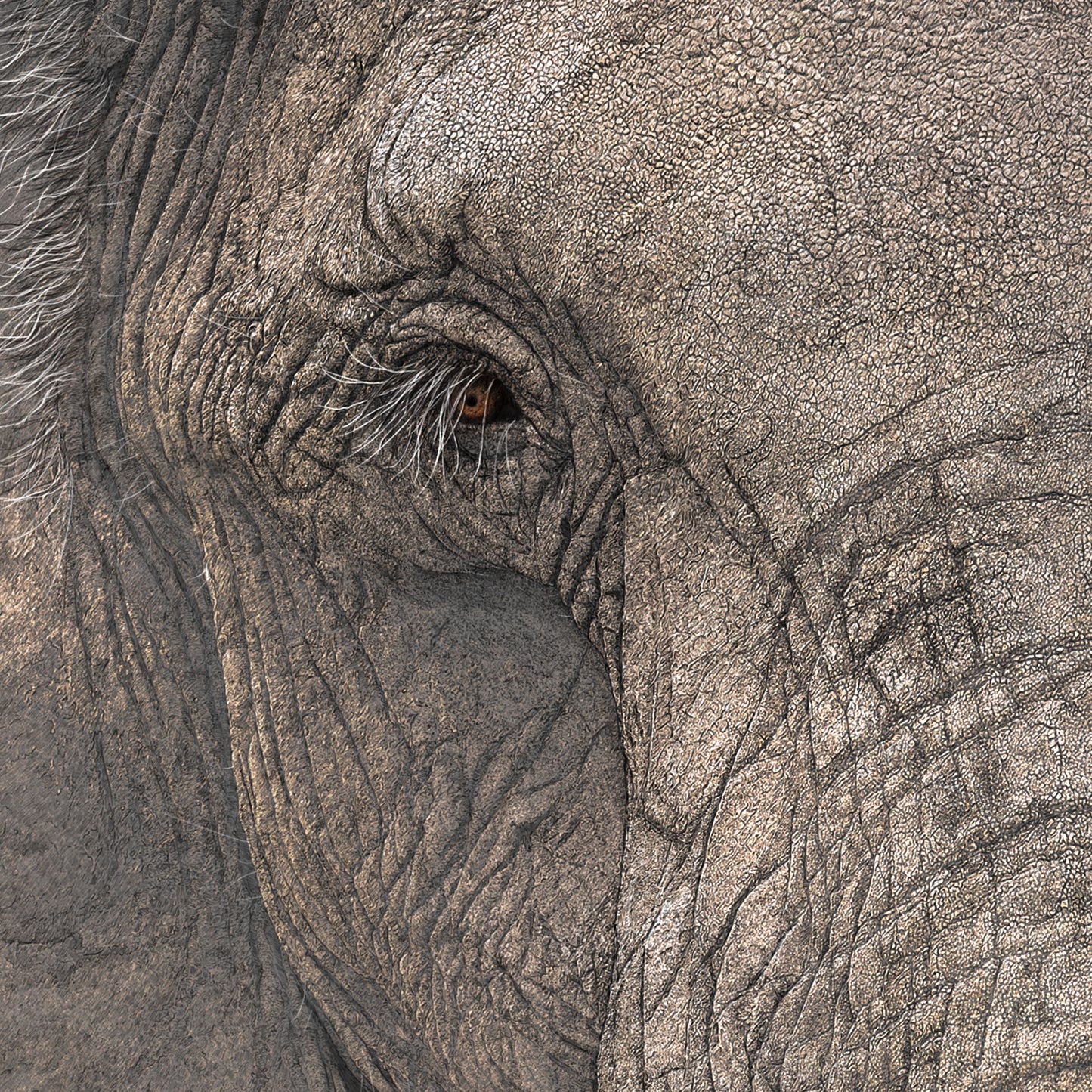 Ancient - African Elephant Portrait Print