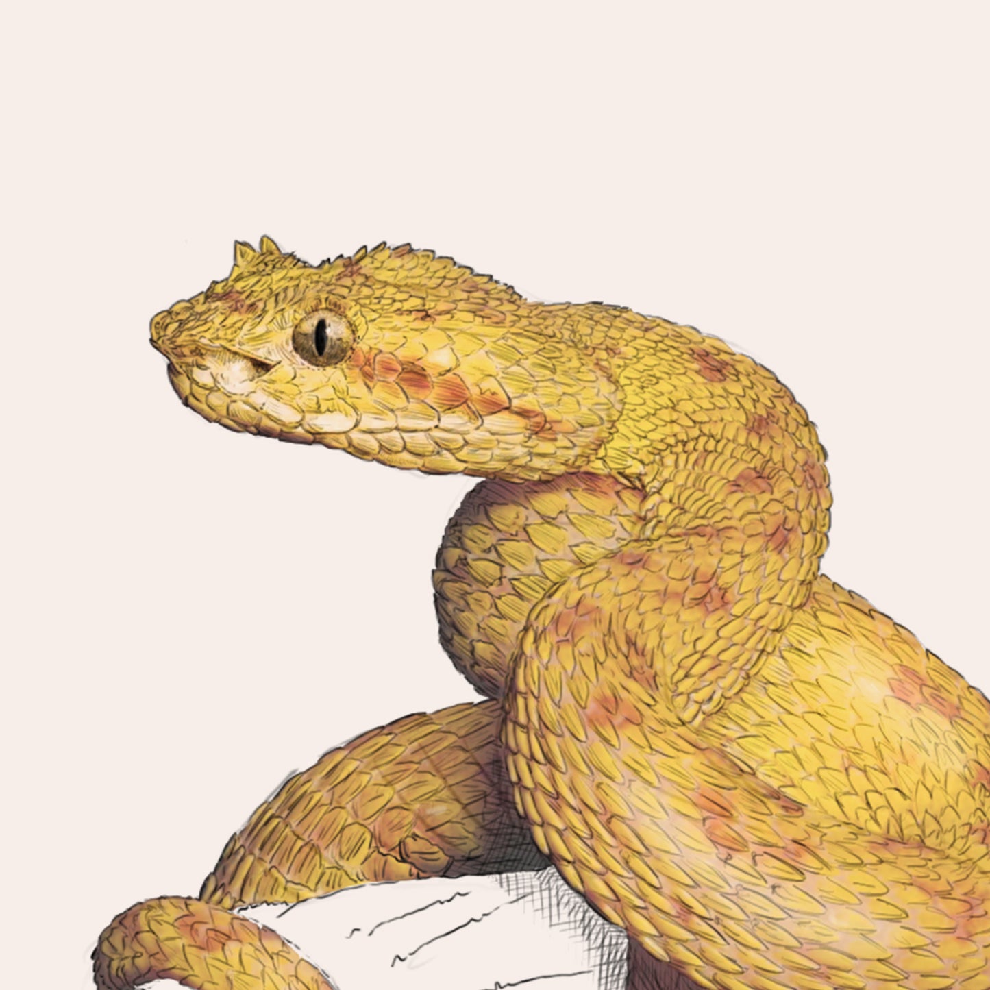Eyelash Viper