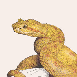 Eyelash Viper