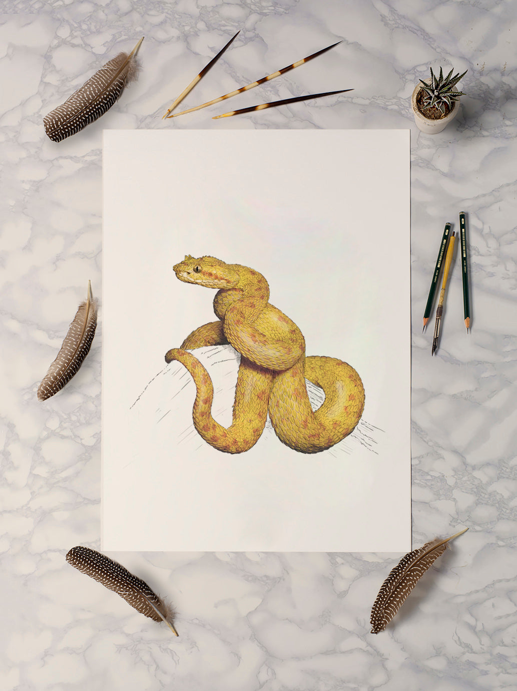 Eyelash Viper