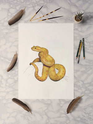 Eyelash Viper