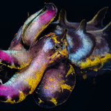 Flamboyant Cuttlefish, Black edition