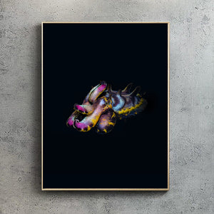 Flamboyant Cuttlefish, Black edition