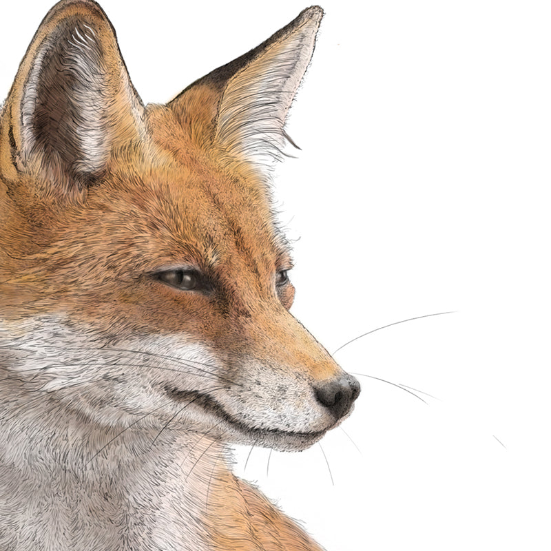 Red Fox