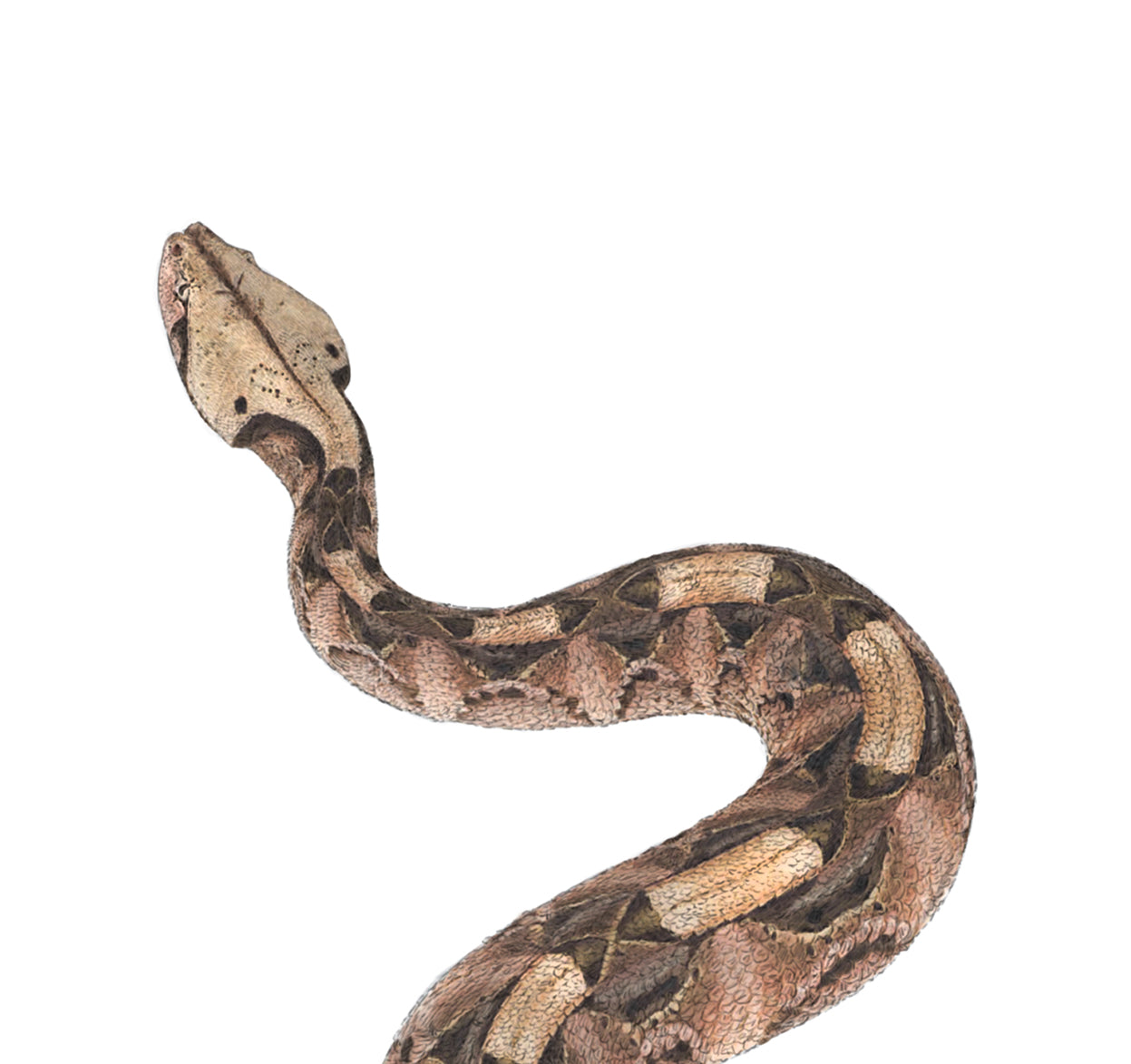 Gaboon Viper - Reduced to clear