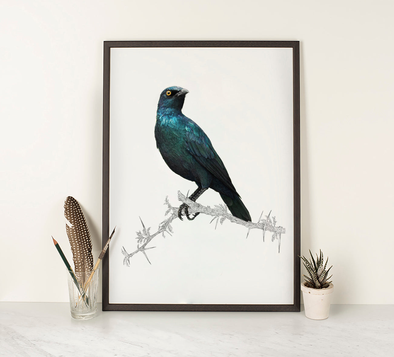 Cape Glossy Starling 1
