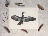 Great Cormorant