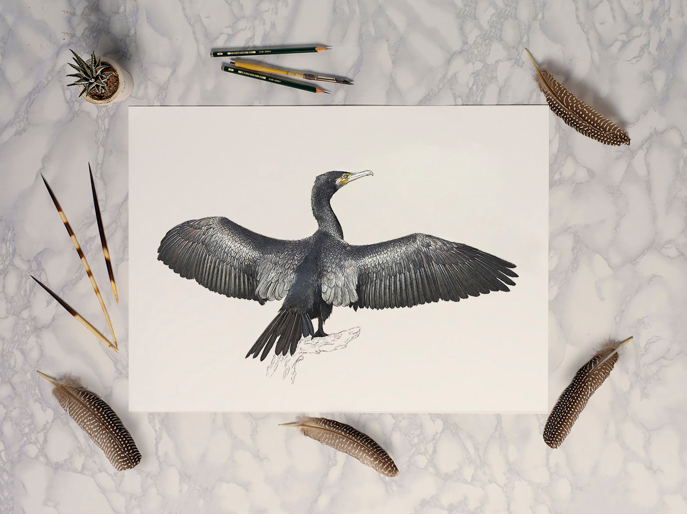 Great Cormorant