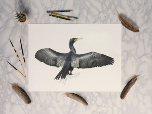 Great Cormorant