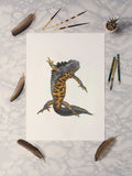 Great Crested Newt