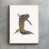 Great Crested Newt