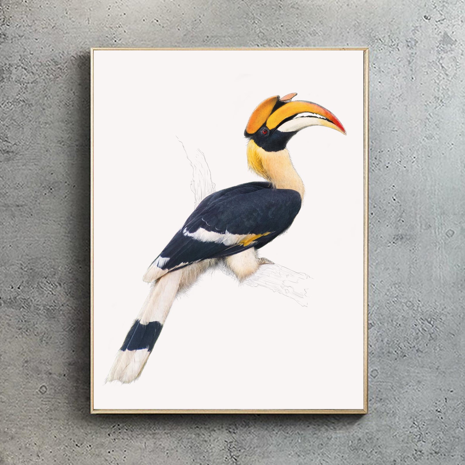 Great Indian Hornbill