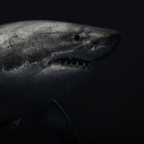 Great White Shark