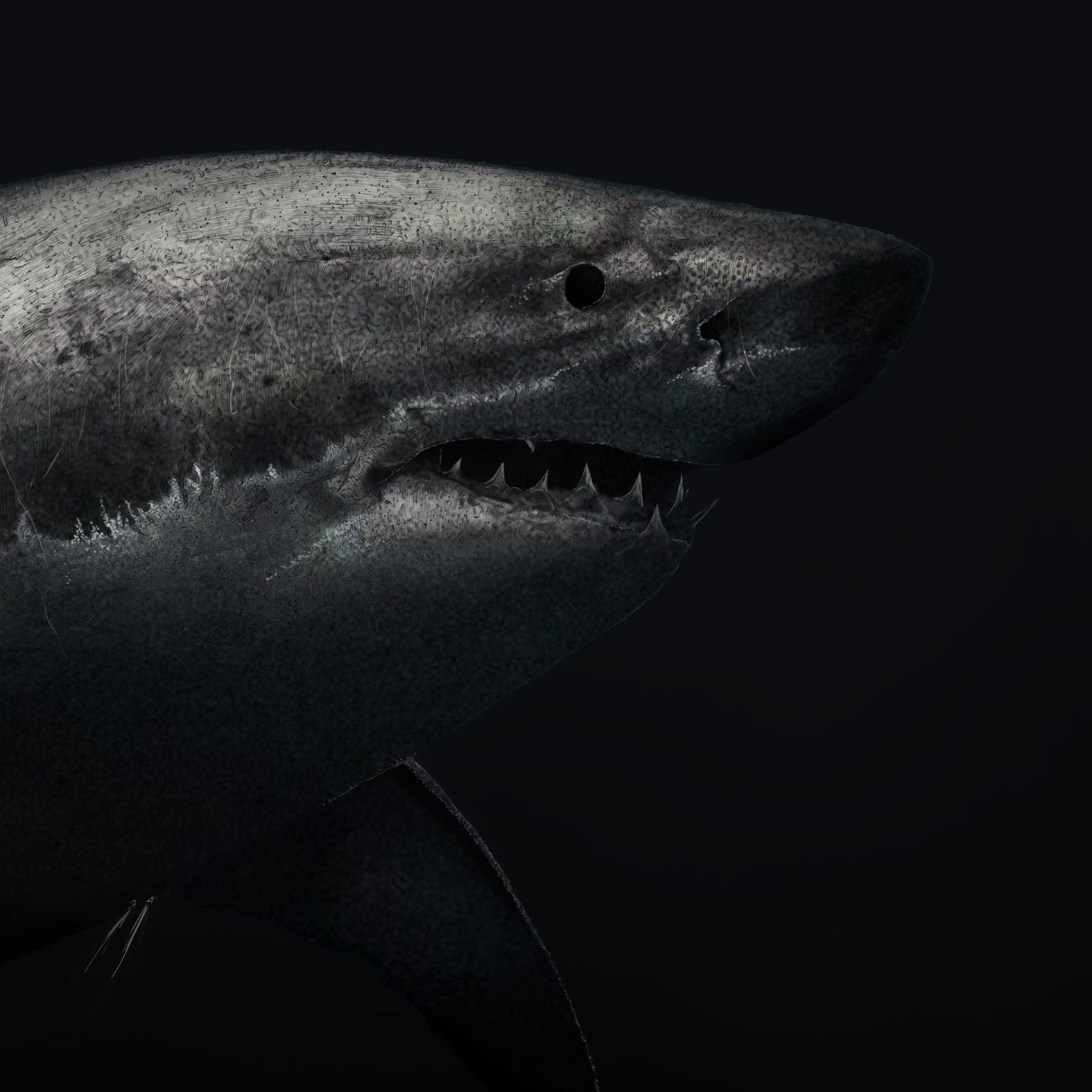 Great White Shark