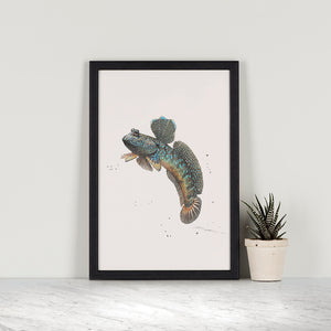 Great Blue Spotted Mudskipper