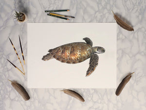 Green Sea Turtle