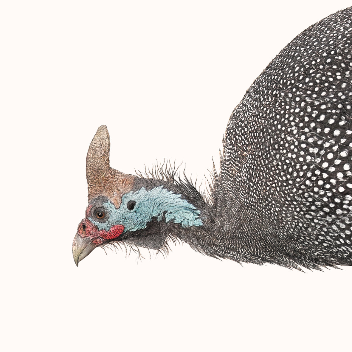 Guineafowl