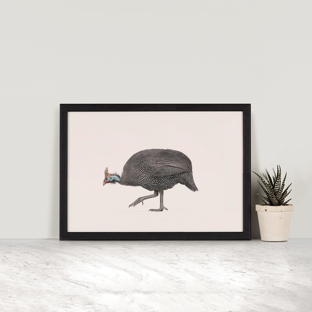 Guineafowl