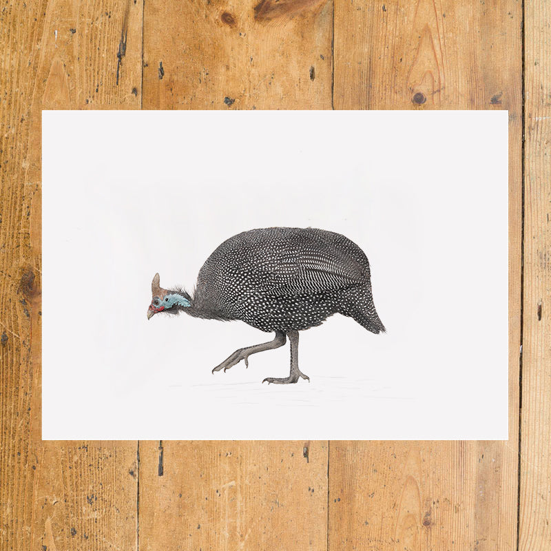 Guineafowl