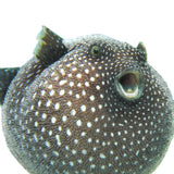 Guineafowl Pufferfish