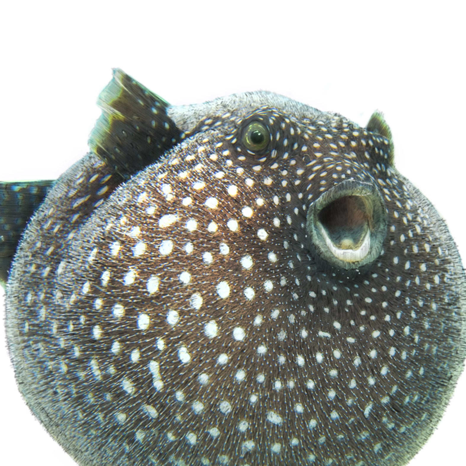 Guineafowl Pufferfish