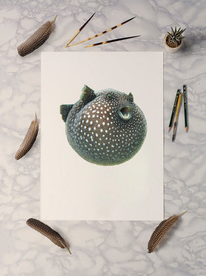 Guineafowl Pufferfish