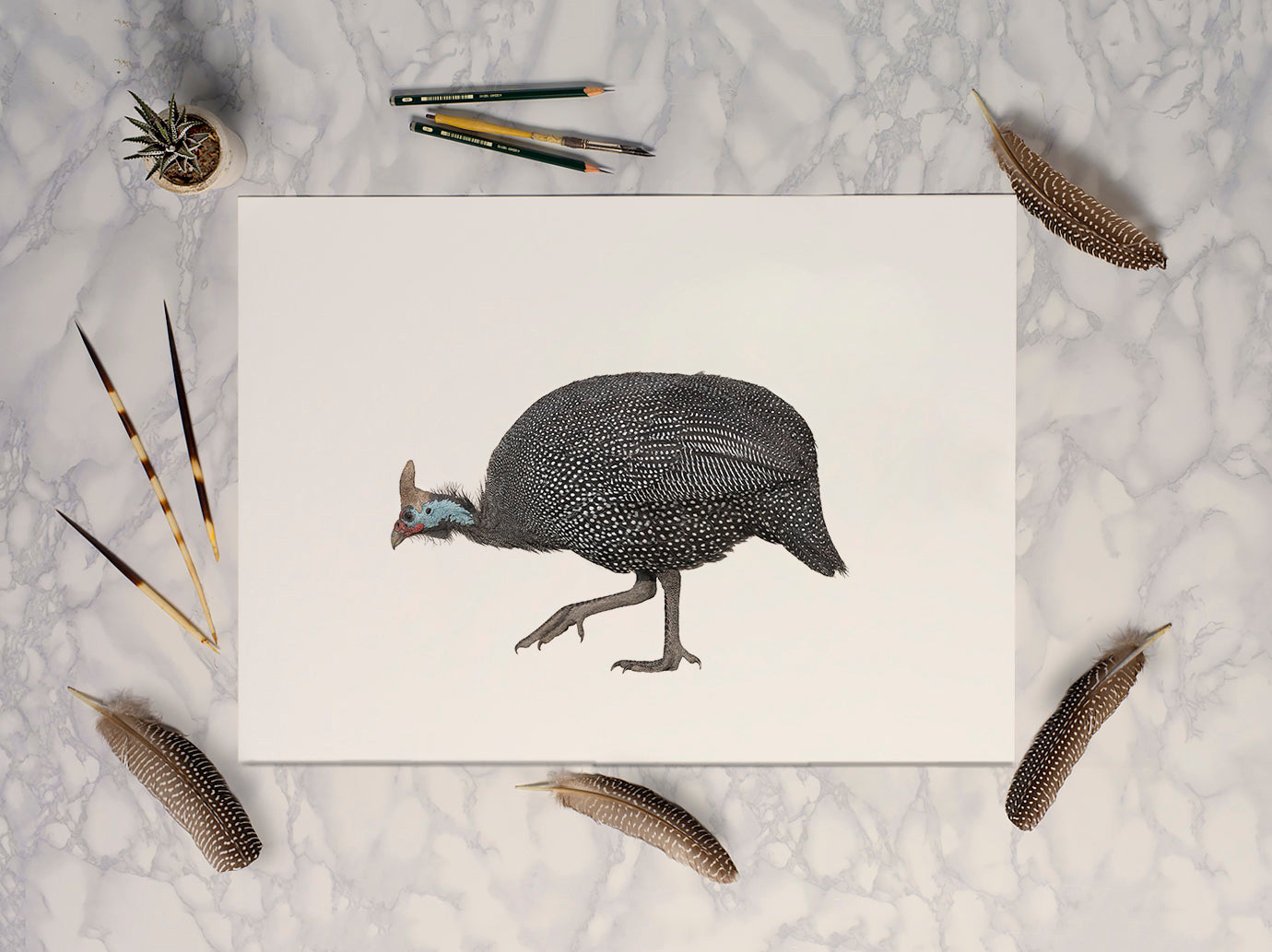 Guineafowl