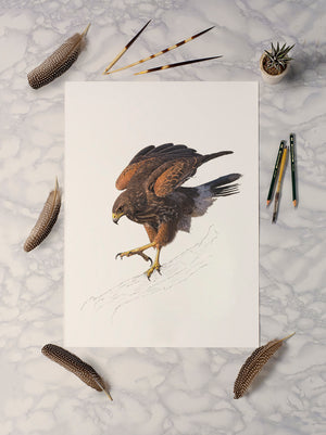 Harris Hawk