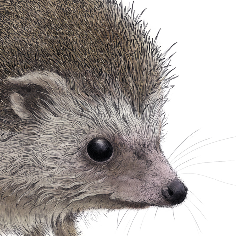 Hedgehog