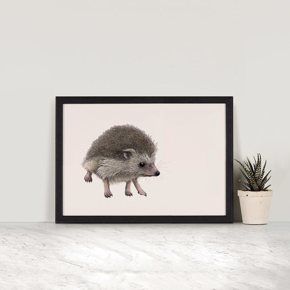 Hedgehog