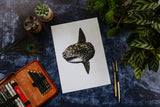 Ocean Sunfish