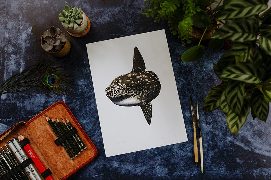 Ocean Sunfish