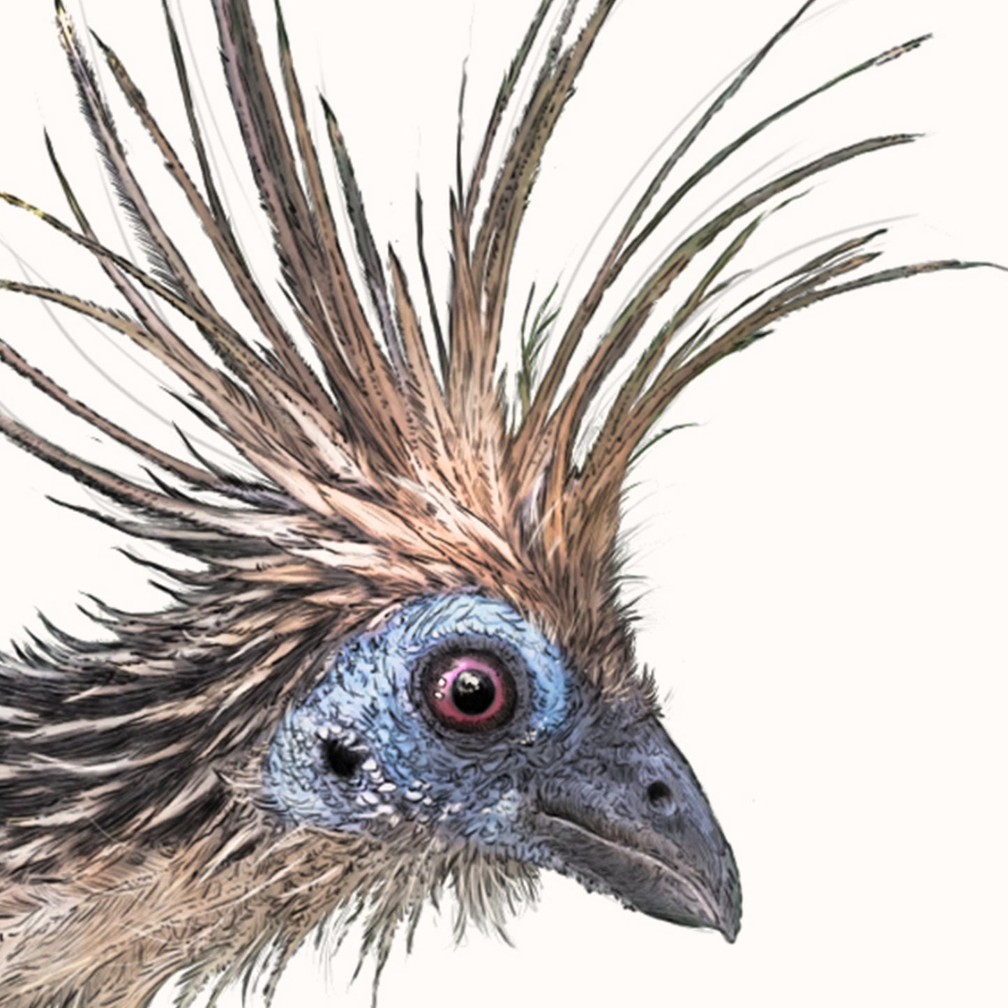 Hoatzin