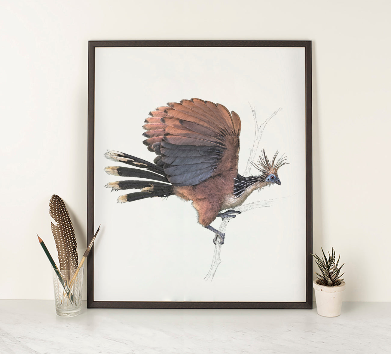 Hoatzin